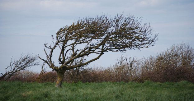 Ostrzeżenie dla całego regionu przed silnym wiatrem