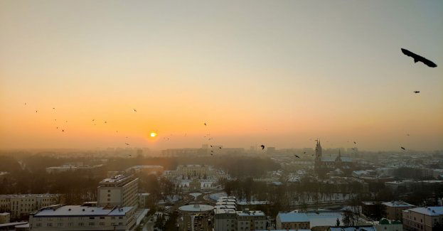 Zimowe dokarmianie ptaków