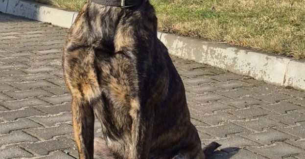 Fiona nowym psem służbowym Komendy w Pyrzycach