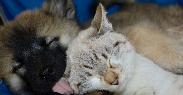 W siedzibie fundacji odnaleziono co najmniej kilkanaście martwych zwierząt