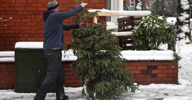 Nie wyrzucajcie choinek na śmietnik, lepiej do wody