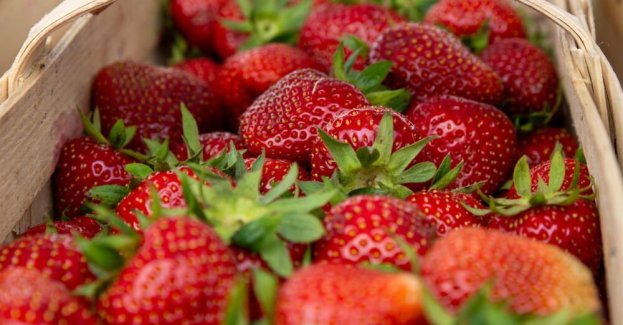 Polska drugim producentem truskawek w Unii Europejskiej