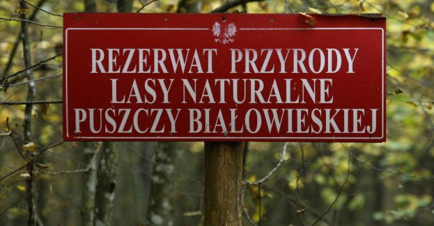 Straż Graniczna ma być włączona w zarządzanie Puszczą Białowieską jako obiektem UNESCO