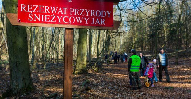 W Śnieżycowym Jarze poszukują zwiastunów wiosny; rezerwat jest otwarty w ten weekend