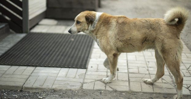 Prokurator zaskarżył postanowienie sądu w sprawie śmierci psa