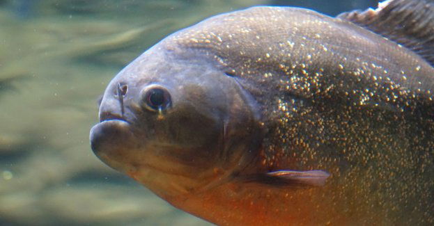 Ratują najstarszą piranię w Polsce, potrzebne ogromne akwarium