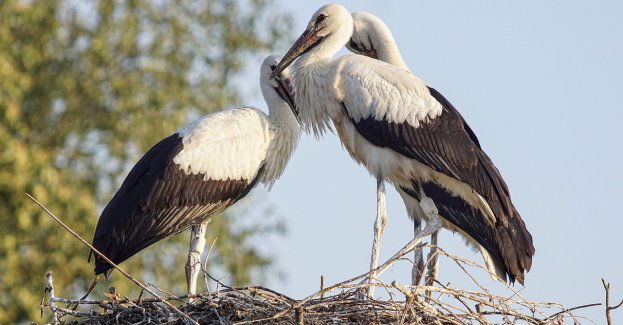 Wcześniejszy powrót bocianów białych z zimowisk jest konsekwencją ocieplania się klimatu