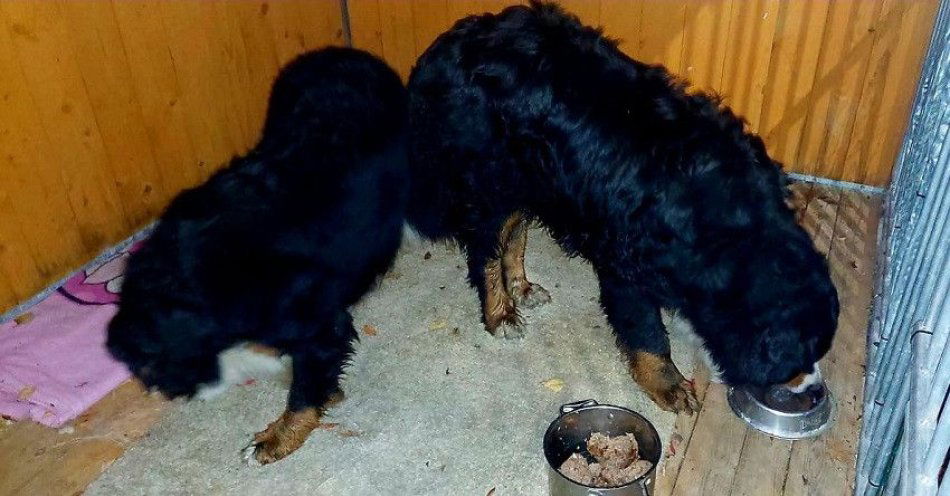 zdjęcie: Policjanci z Bolkowa uratowali dwa berneńczyki przy S3 / fot. KPP w Jaworze