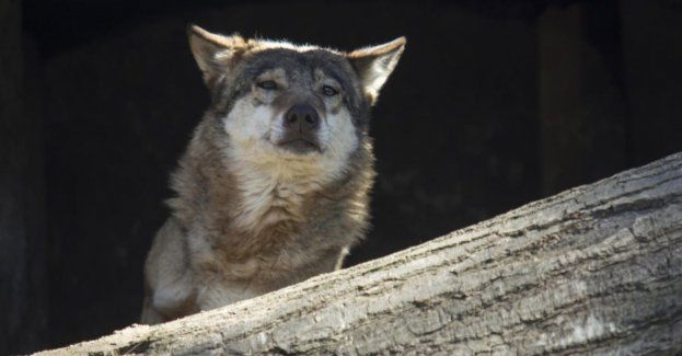Wilki podchodzą blisko domów, apel o ostrożność