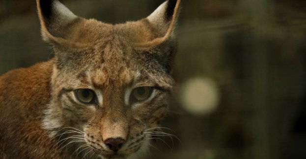 Na granicy udaremniono przemyt futra z rysia rudego