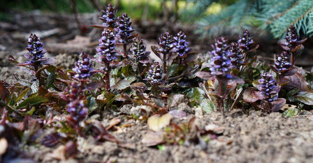 Blisko pół miliona zł na remont przedogródków