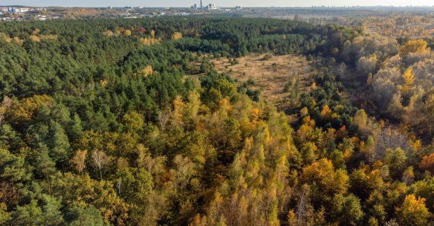 8 z 11 zespołów zakończyło dyskusje o tzw. lasach społecznych