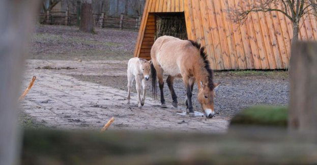 W 2024 roku w zoo urodziło się ponad tysiąc zwierząt
