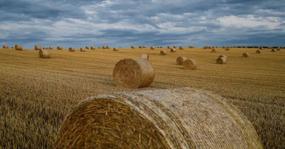 zdjęcie: Przez weekend trochę wytchnienia w pogodzie; w poniedziałek burze i upał / Osiek (pow. oświęcimski), 03.08.2023. Bale słomy pszenicy na polach w okolicach Osieka po zachodzie slońca, 3 bm. PAP/Zbigniew Meissner