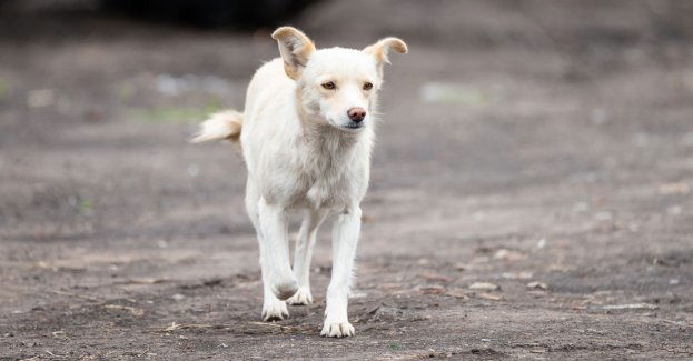 W Lęborku pies pokąsał kobietę. Policjanci poszukują jego właściciela