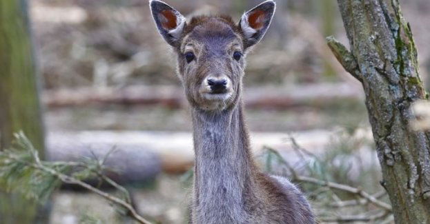 Nagroda finansowa za wskazanie sprawcy zastrzelenia ciężarnej łani
