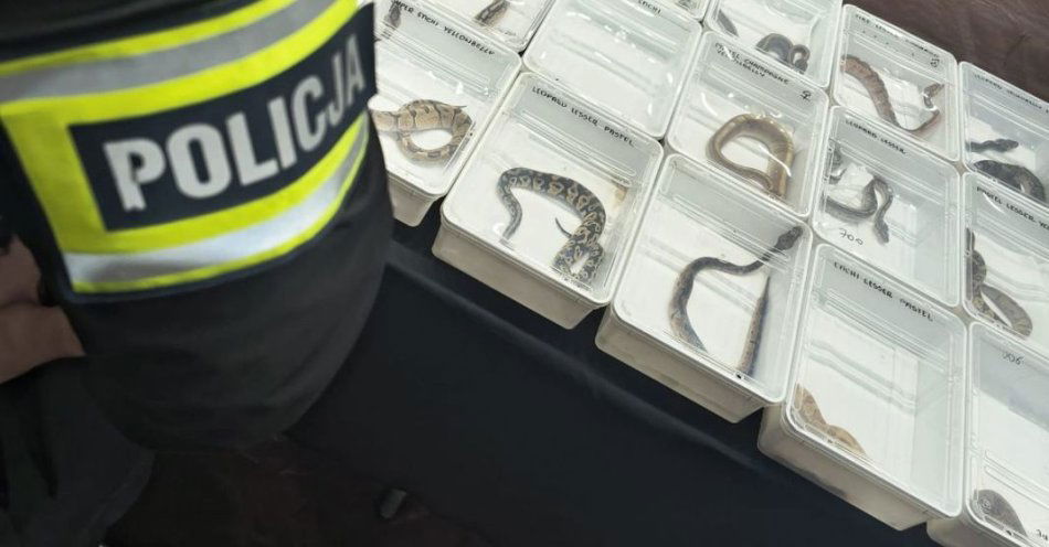 zdjęcie: Nielegalny handel chronionymi zwierzętami ujawniono w Lublinie / fot. KMP Lublin