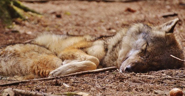 Wilczyca zastrzelona w parku krajobrazowym