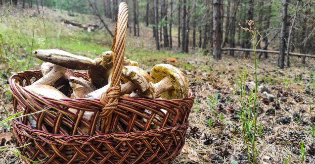 Grzybiarze gubią się w lesie, leśnicy podpowiadają jak nie utknąć w gąszczu drzew