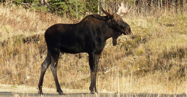 Łoś wskoczył przez okno do liceum; poszkodowana jedna osoba, zwierzę nie żyje