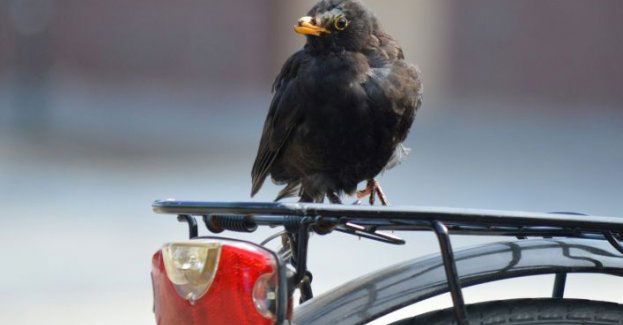 Rowerowy złodziej przyszedł po poradę do komisariatu. Rozpoznał go policjant