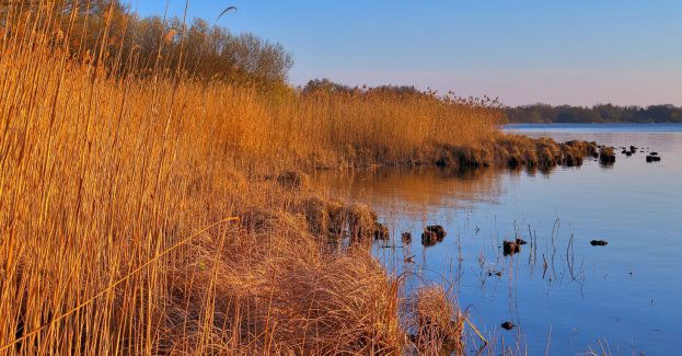 Zarzuty po śmierci mężczyzny, który zginął wskutek podpalenia trzcinowiska