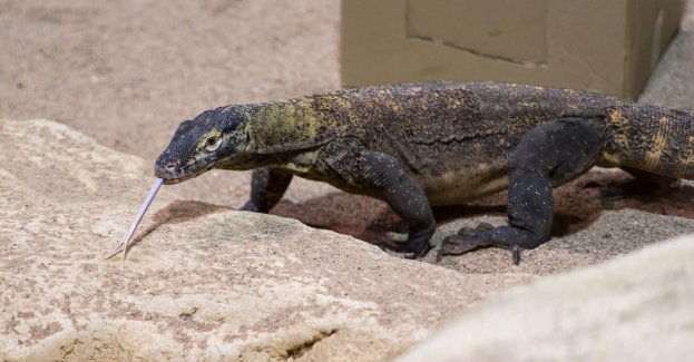W niedzielę w Starym Zoo prezentacja nowego warana z Komodo