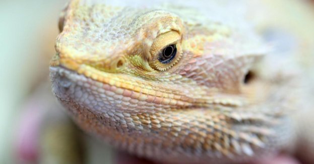 Egzotyczna agama brodata w bielańskim parku