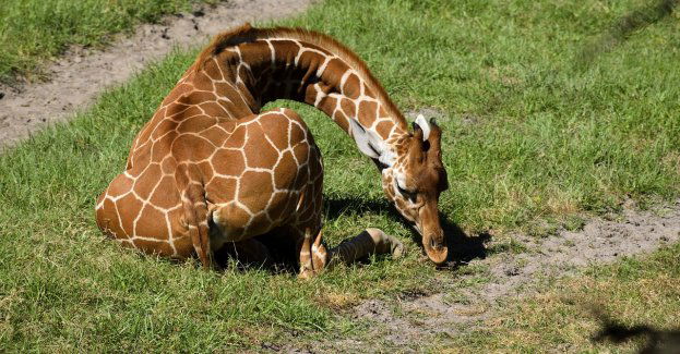 W zoo urodził się samiec żyrafy – ma ponad 190 cm i ok. 60 kg