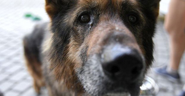 Ekspertka: bez obowiązkowej sterylizacji nie zatrzymamy bezdomności zwierząt