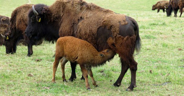 W zagrodzie pokazowej w Mucznem urodziło się żubrzątko