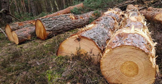 14-latek przygnieciony przez konar drzewa podczas wycinki w lesie