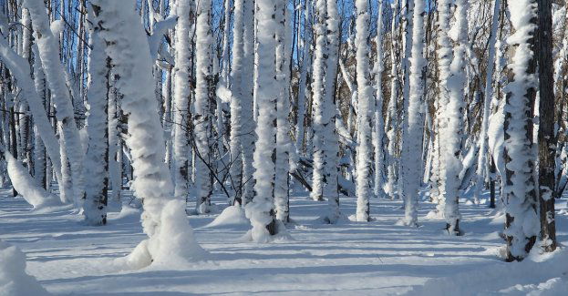 Armagedon pogodowy na południu. Nocą spadnie nawet pół metra śniegu – ostrzega IMGW