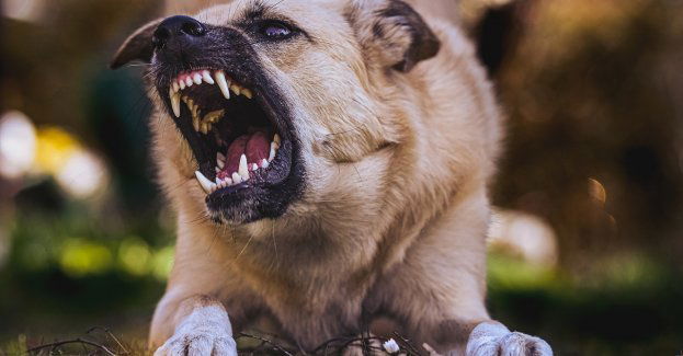 Pięć psów pogryzło 30-letnią kobietę, którą z ranami nóg odwieziono do szpitala