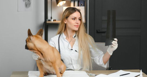 Wynalazek naukowców z Krakowa ułatwi leczenie bioder psów