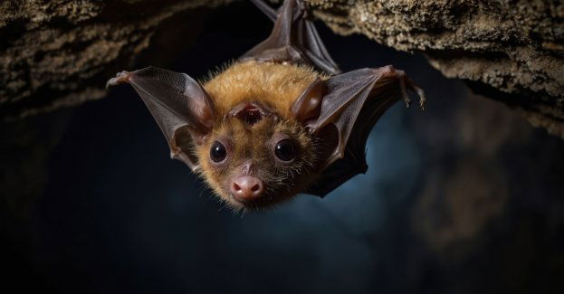 W Międzyrzeckim Rejonie Umocnionym naukowcy naliczyli 39 131 nietoperzy