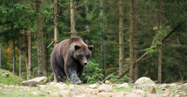 Wiosną turyści w Bieszczadach powinni uważać na niedźwiedzie