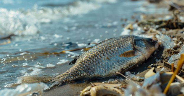 Setki śniętych ryb w rzece Prosna; sprawę badają służby