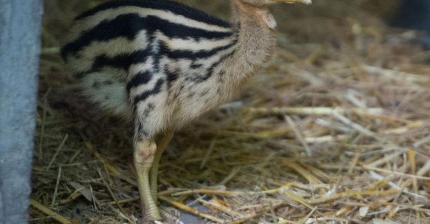 Rzadki gatunek - kazuar hełmiasty wykluł się w stołecznym zoo