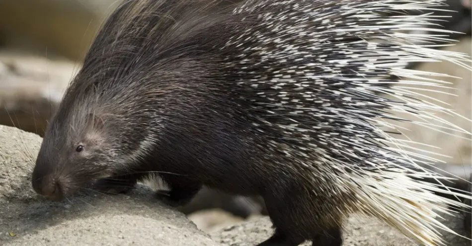 zdjęcie: W Łomiankach znaleziono jeżozwierza; fundacja szuka właściciela / epa02282154 Młody jeżozwierz (Hystrix africae australis), urodzony 24 kwietnia, sfotografowany w zoo w Bazylei w Szwajcarii 11 sierpnia 2010 roku. EPA/GEORGIOS KEFALAS Dostawca: PAP/EPA.
