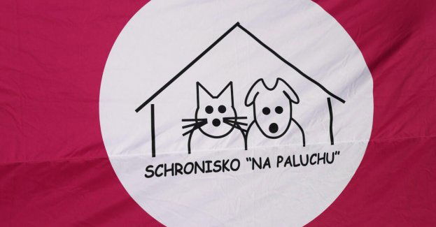Ratusz odpowiada na zarzuty wolontariuszy ze schroniska Na Paluchu