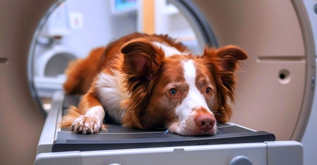 Naukowcy badają skuteczność leku na choroby serca psów