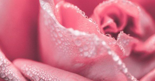 Podręcznik o różach II