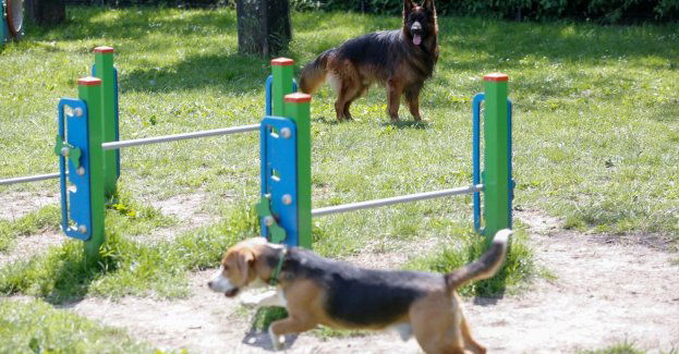 Kolejne wybiegi dla psów powstaną w Katowicach