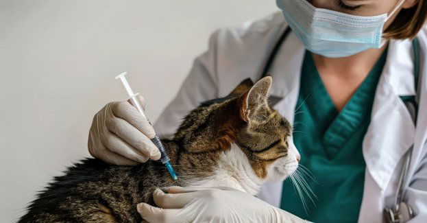 Na terenach gdzie są ogniska wścieklizny obowiązuje szczepienie kotów