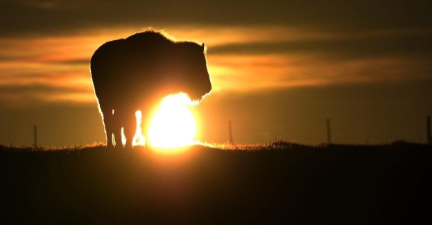 Myśliwi odnaleźli bizona; wraca do sił w leśnej kryjówce