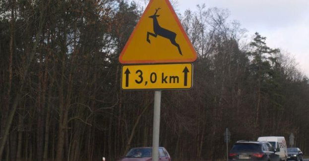 Uwaga kierowcy! Wzrost kolizji z dziką zwierzyną w powiecie