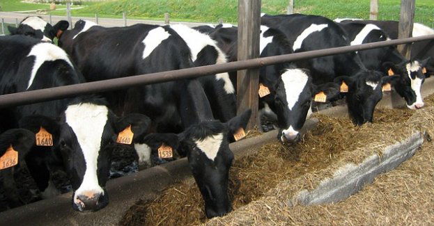 Dwa gramy sera więcej mogą rozwiązać problem nadwyżki mleka