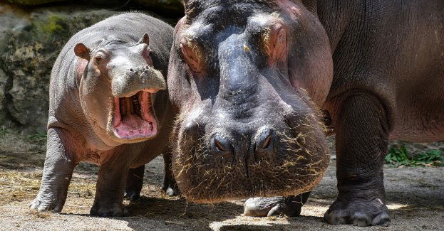 Po raz pierwszy w ZOO w Łodzi urodził się hipopotam karłowaty