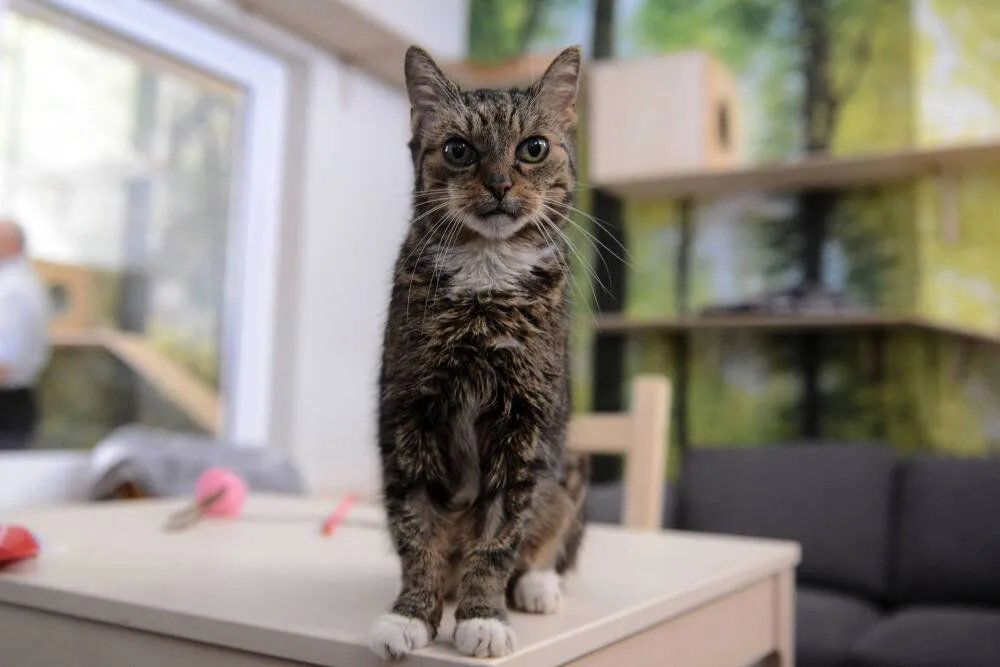 zdjęcie: Warszawa: punkt adopcyjny Ochota na Kota świętuje 8. urodziny / Warszawa, 13.08.2018. Punkt „Ochota na Kota”, filię Schroniska „Na Paluchu” otwarto, 13 bm. w warszawskiej dzielnicy Ochota. W punkcie będzie mieszkać kilkanaście kotów. Możliwość obserwowania ich codziennego życia przez witrynę pawilonu ma ułatwić podjęcie decyzji o przygarnięciu bezdomnego zwierzaka. Wszyscy zainteresowani mogą na miejscu dokonać formalności związanych z procesem adopcji. (soa) PAP/Jakub Kamiński